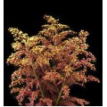 Solidago - Tinted Red